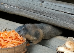 mit etwas Glück kann man die Murmeltiere bei der Nahrungsaufnahme beobachten